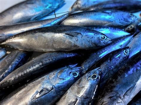 budboron fish|Growing the gulf once more .